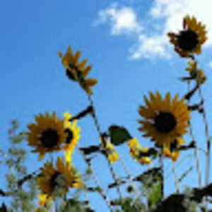 Meet your Posher, Marlene